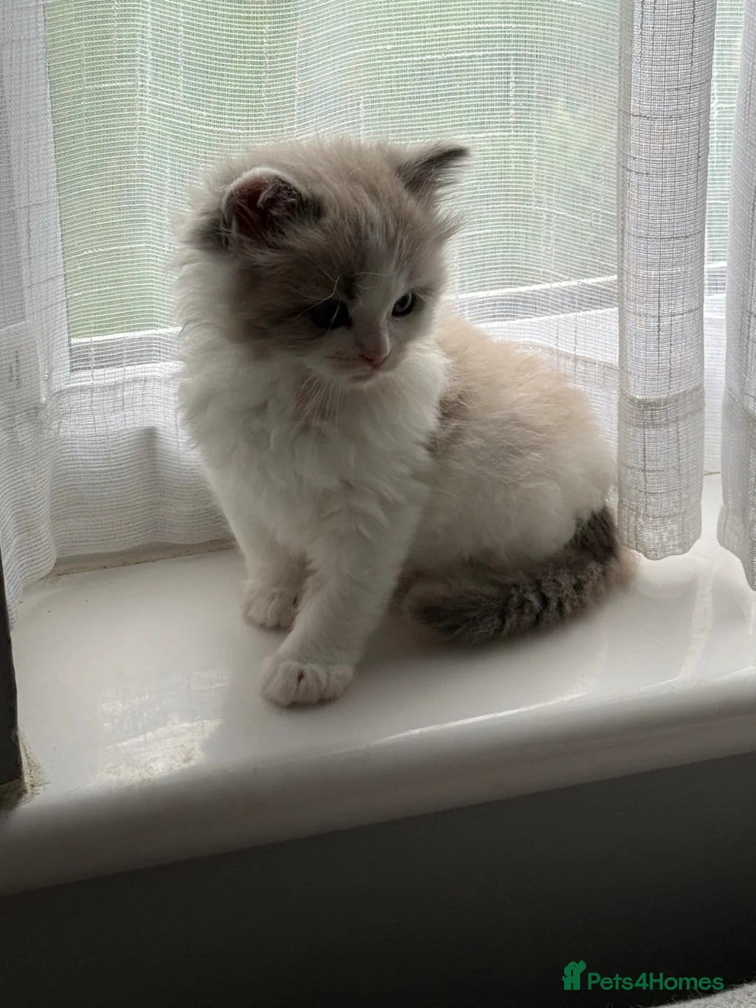 Ragdoll cats for sale: Gorgeous male kitten for sale - Advert 2