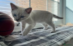 British Shorthair cats for sale: Beautiful British Shorthair Kittens... - Image 25