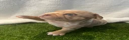 English Bulldog dogs for sale: BEAUTIFUL ENGLISH BULLDOGS  - Advert 22