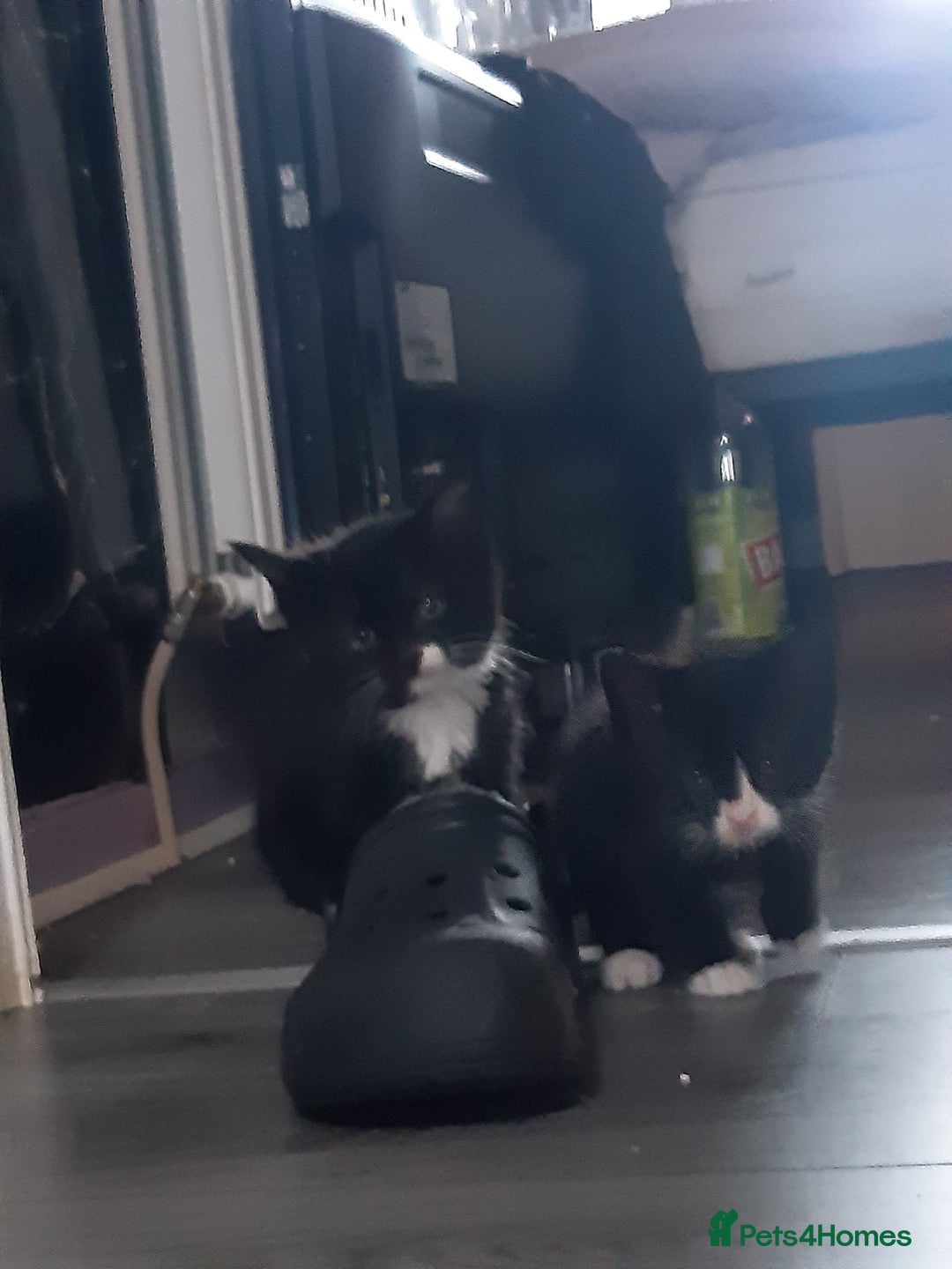 Mixed Breed cats for sale: Ready to go on the 28th - Advert 15