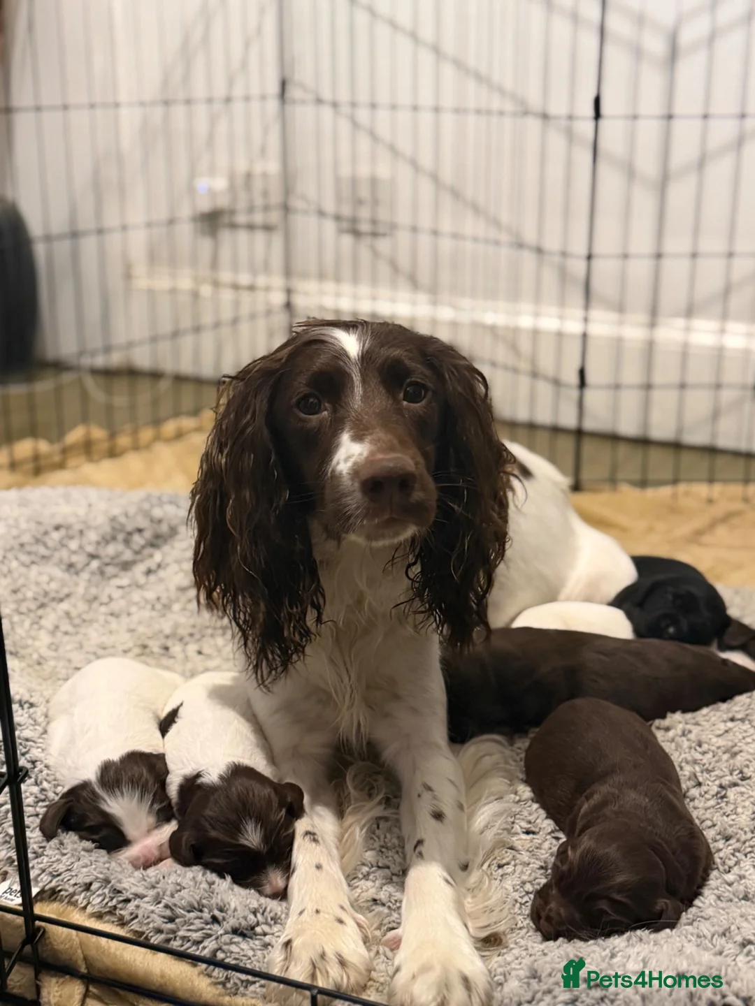 Sprocker dogs for sale: Sprocker puppies for sale  in Craven Arms - Advert 2