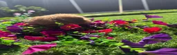 Shih Tzu dogs for sale: 2 beautiful shih poo puppies - Advert 8