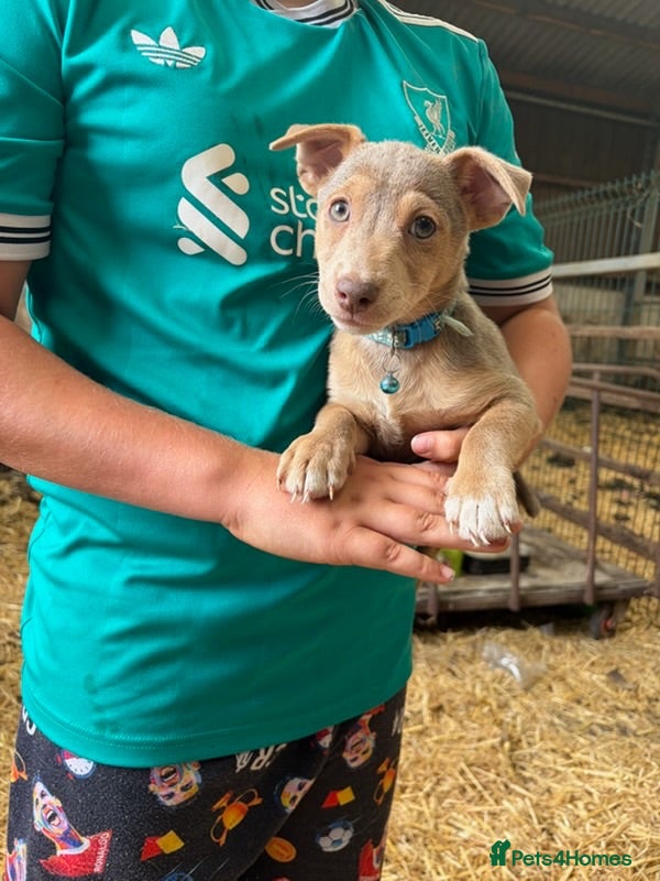 Jack Russell dogs Lilac Jack Russell Puppies  - Advert 2