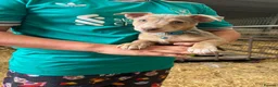 Jack Russell dogs for sale: Lilac Jack Russell Puppies  - Advert 1