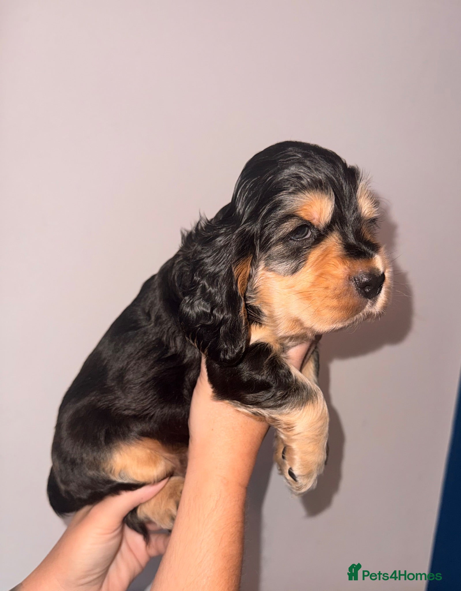 Cocker Spaniel dogs KC registered Black & Tan Sable Boy 🩵 - Advert 1