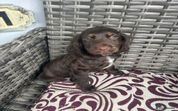 Cocker Spaniel dogs for sale: Chocolate boy 10 weeks old £900 - Image 5