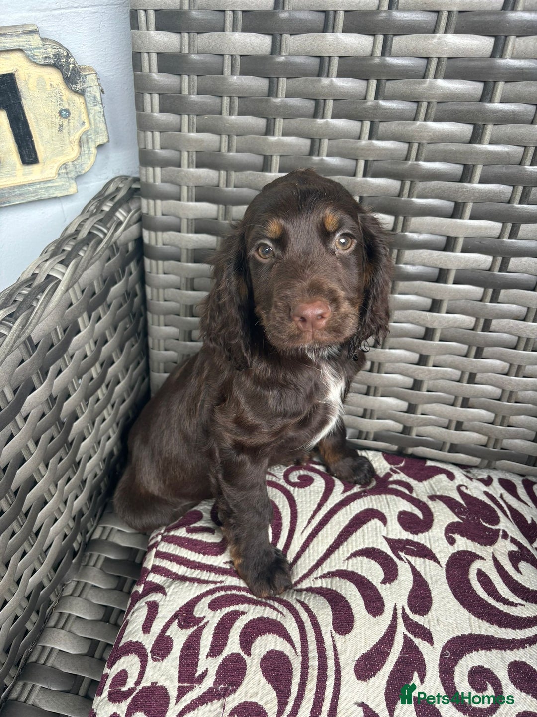 Cocker Spaniel dogs for sale: Chocolate boy 10 weeks old £900 - Image 5