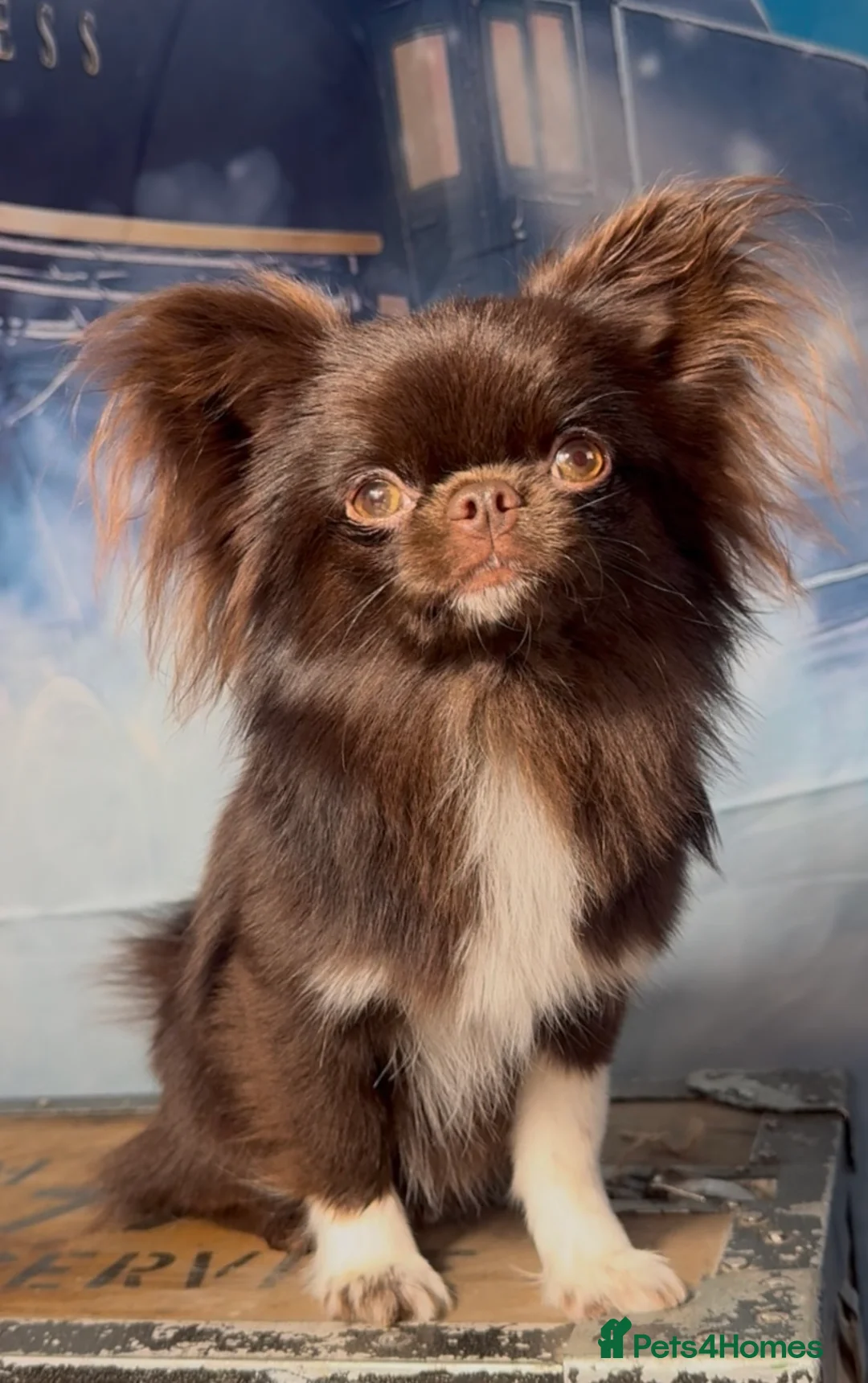 Chihuahua dogs for stud: Doll face chihuahua stud - Advert 1