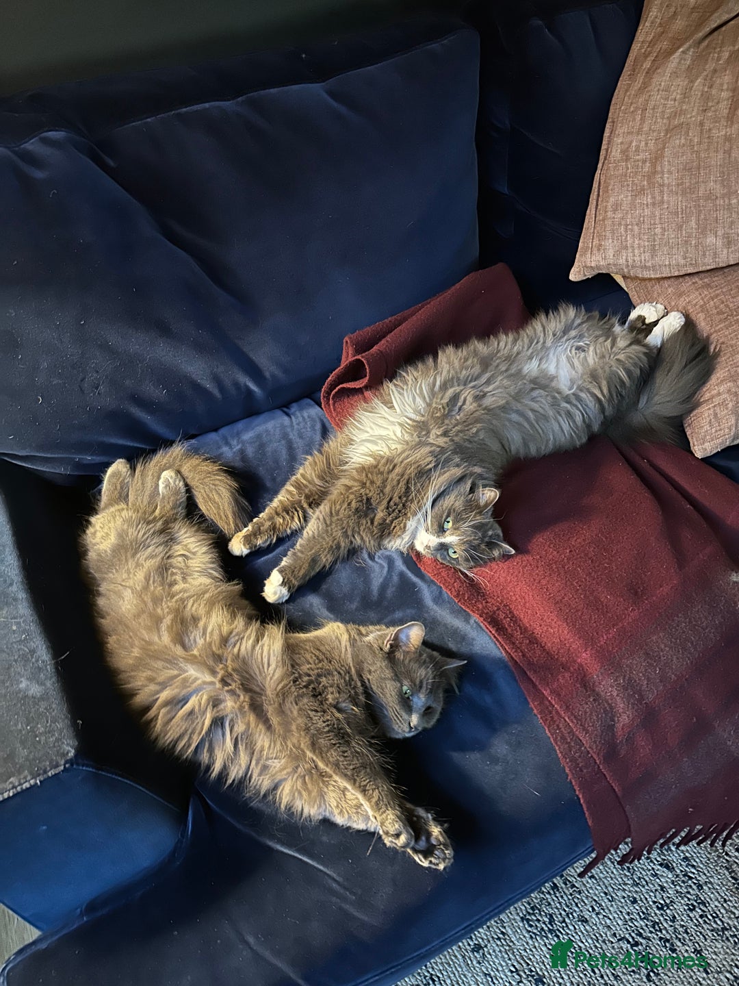 Russian Blue cats for sale: Sweet 4 Year Old Russian Blue Girl  - Image 9