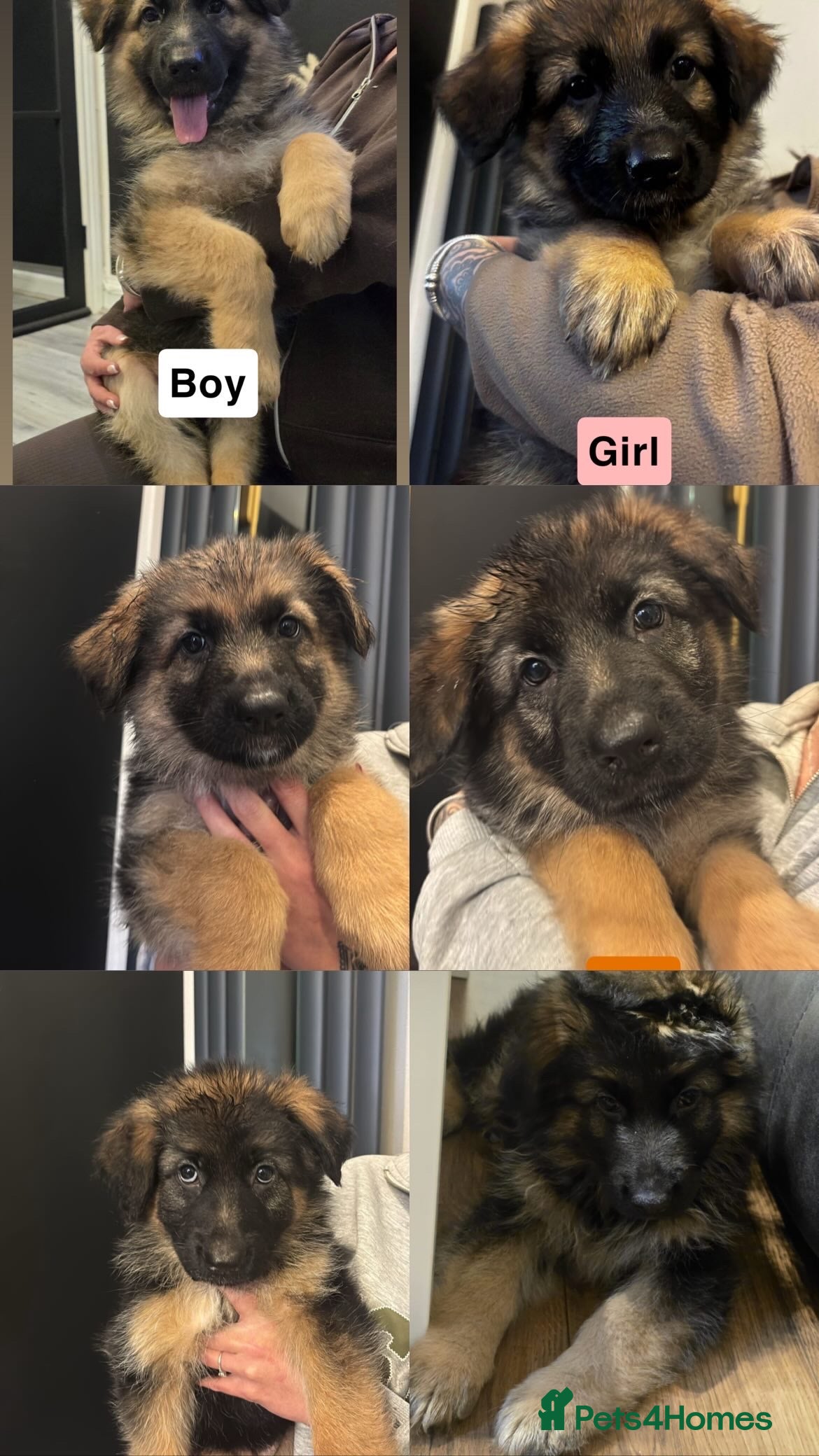 German Shepherd dogs German shepherd puppies Amber blood line  - Advert 3