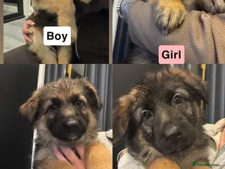 German Shepherd dogs German shepherd puppies Amber blood line - Advert 3