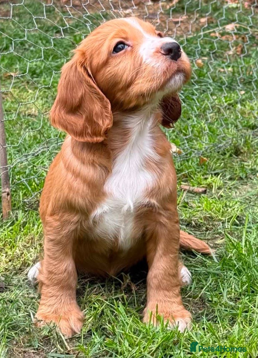 Cocker Spaniel dogs Beautiful Cocker spaniel puppies  - Advert 5