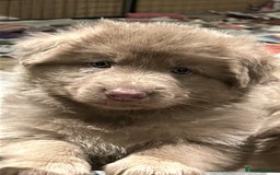 German Shepherd dogs for sale: German Shepherd puppies health tested  - Image 3