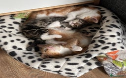 Domestic Shorthair cats for sale: 2 Ginger male kittens available  - Image 6