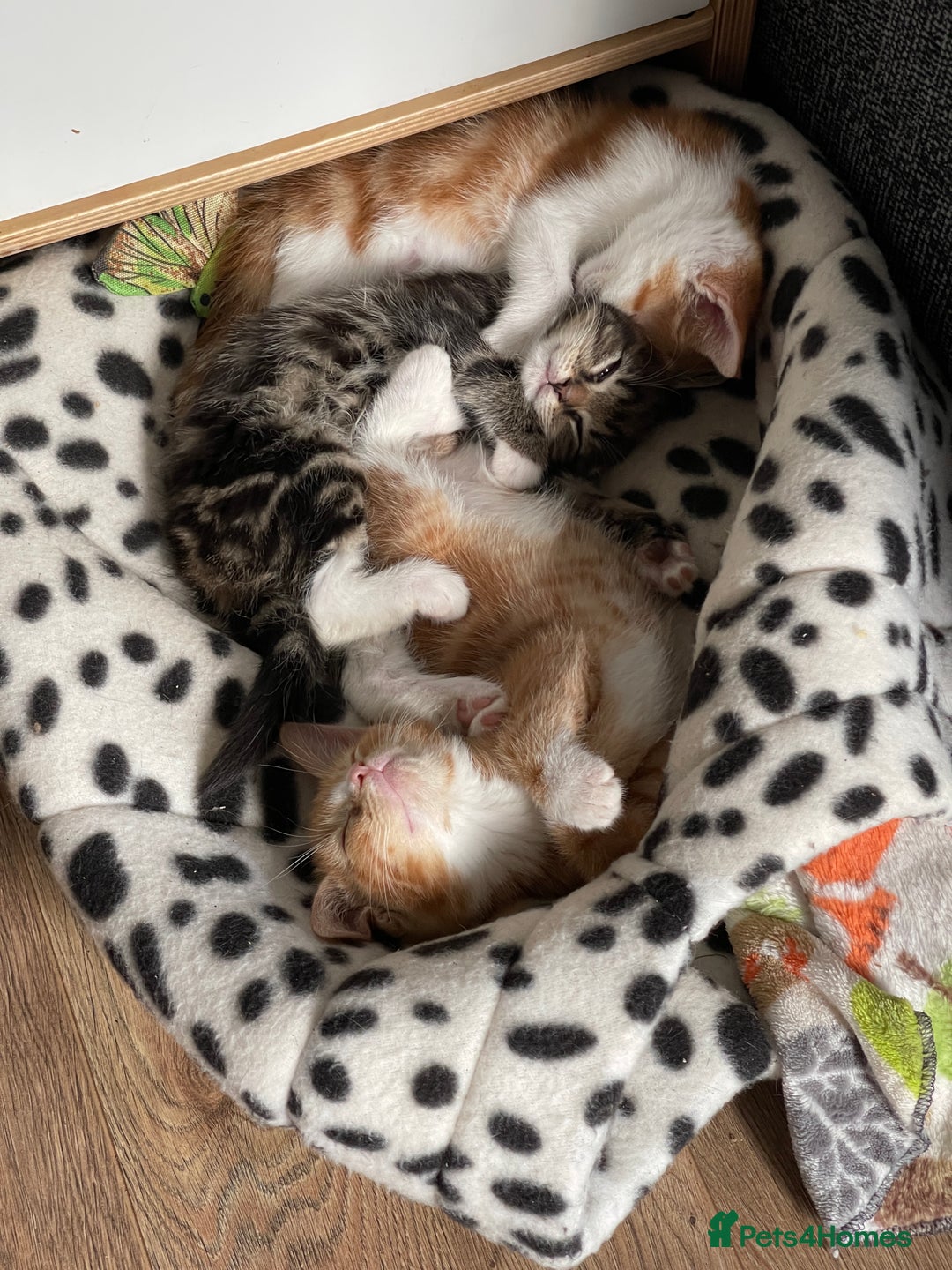 Domestic Shorthair cats for sale: 2 Ginger male kittens available  - Image 6