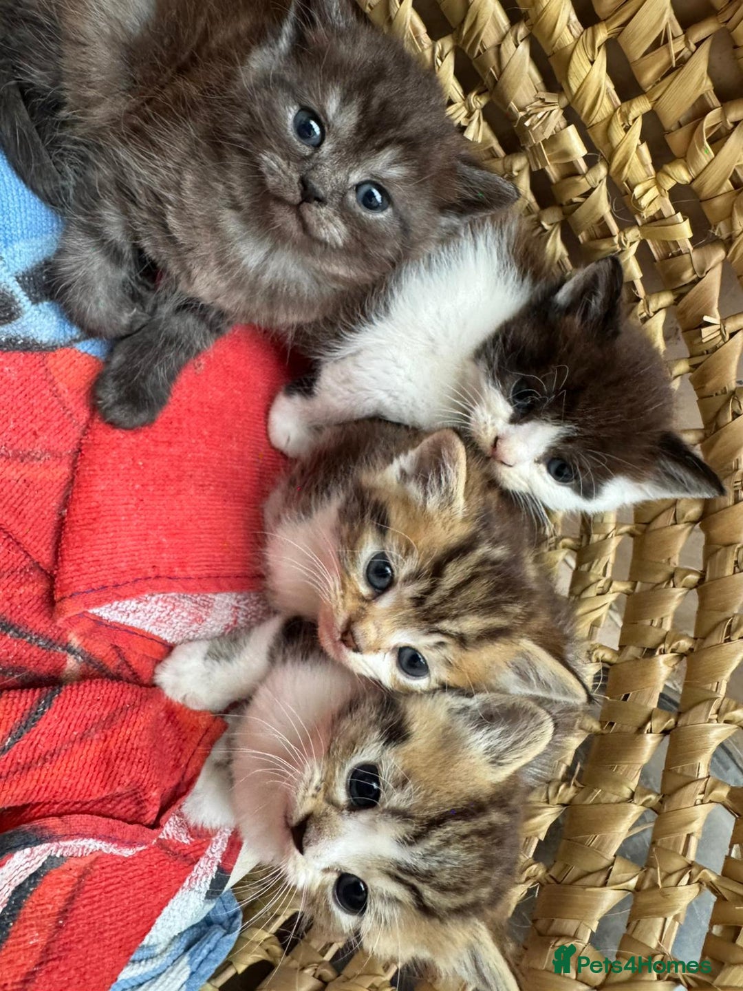 Persian cats for sale: Persian Chinchilla X Kittens - Image 1