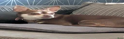 Mixed Breed dogs for sale: Peggy - Advert 6