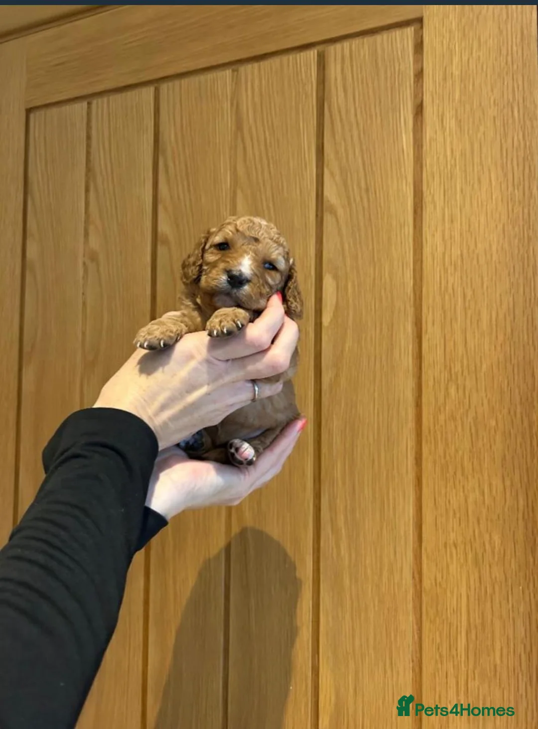 Cavapoo dogs for sale: Gorgeous Cavapoo Girls – Loving Family Homes in Manchester - Advert 7