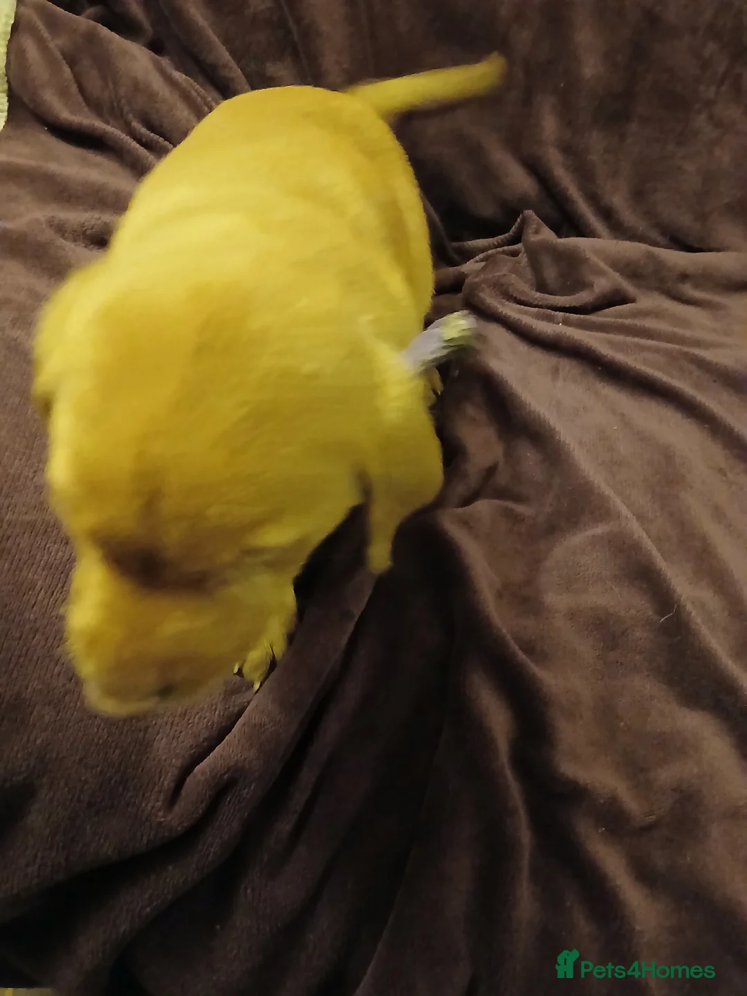 Labrador Retriever dogs for sale: Fox red labrador puppies - Advert 29