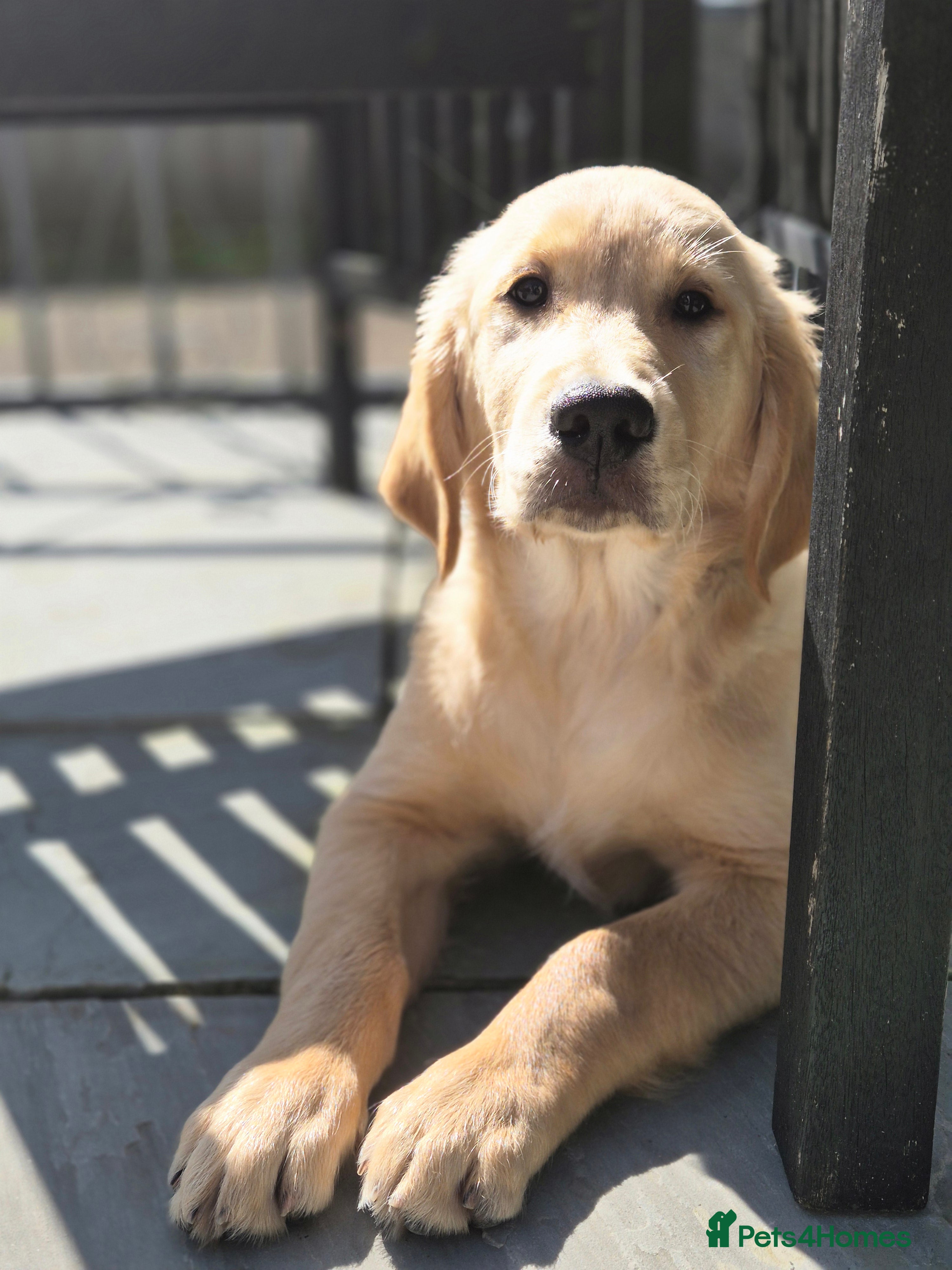 Golden Retriever dogs Goldren retriever  - Advert 8