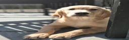 Golden Retriever dogs for sale: Goldren retriever  - Advert 3