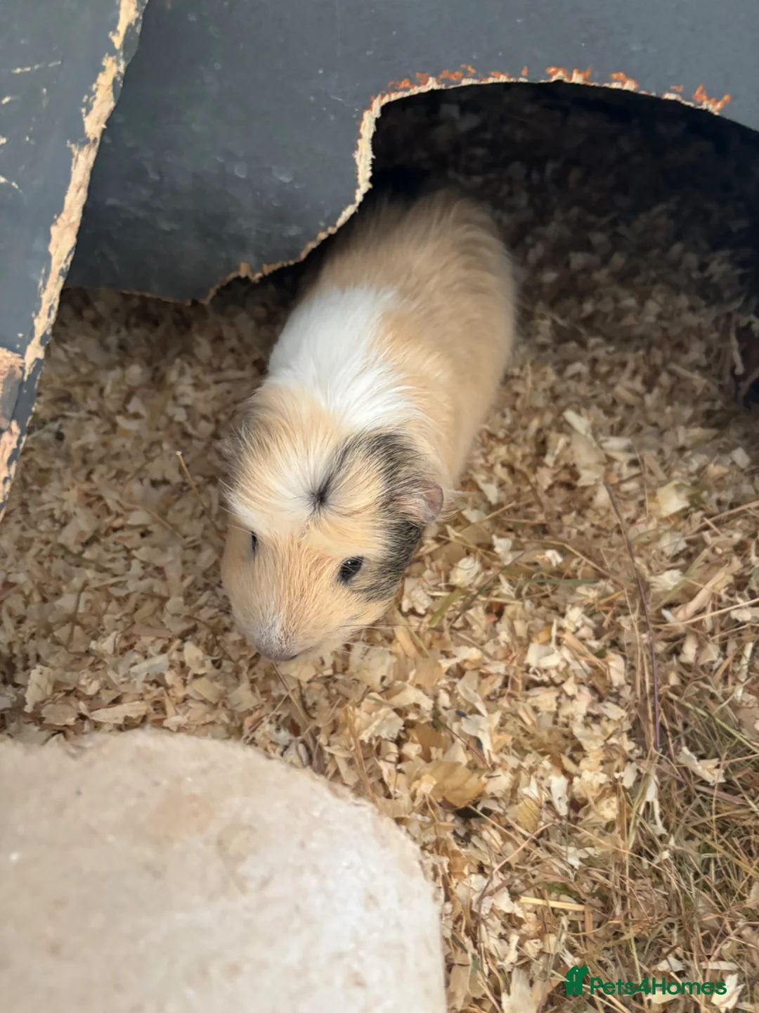 Guinea Pig rodents for sale: 2x 1year old female guinea pigs, hutch bundle - Advert 8
