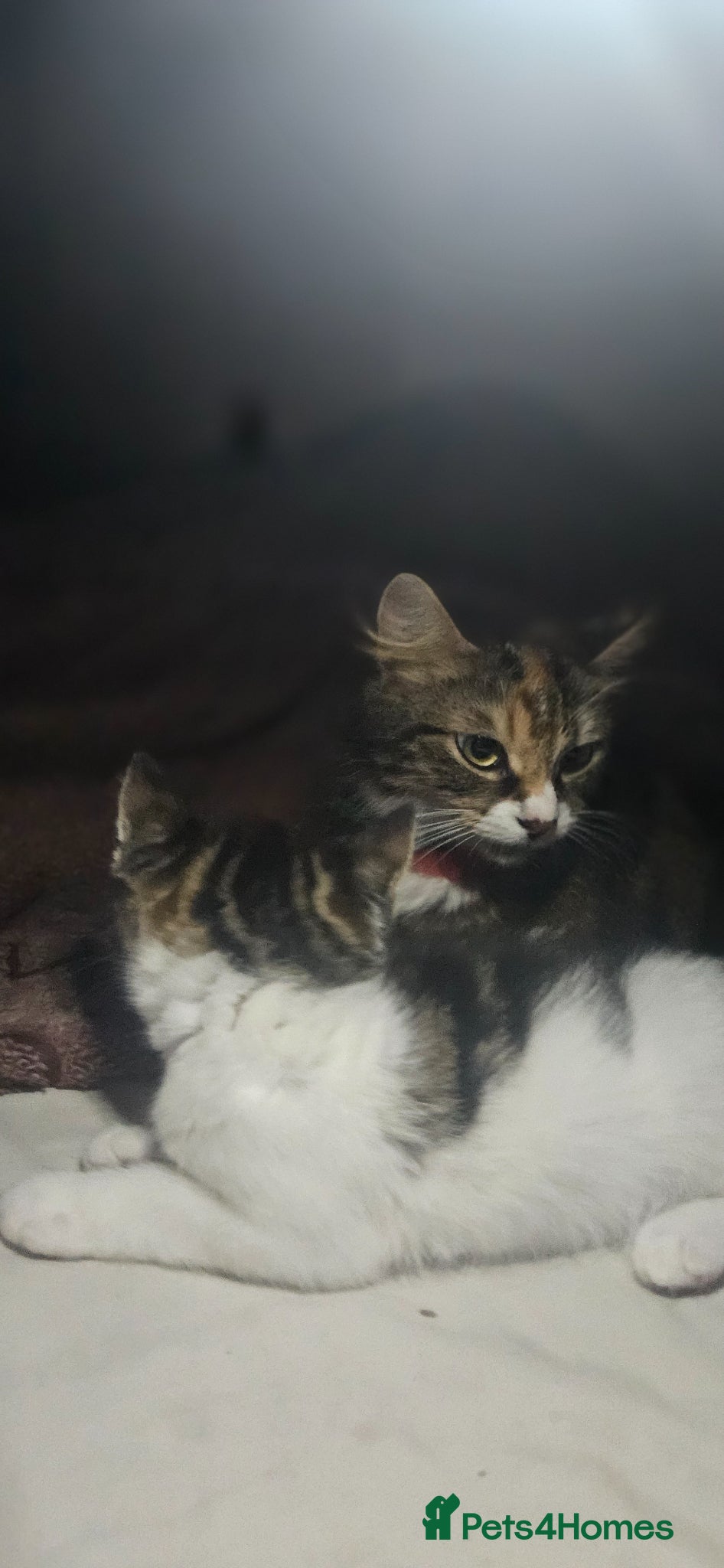 Mixed Breed cats 2 adorable female kittens - Advert 1