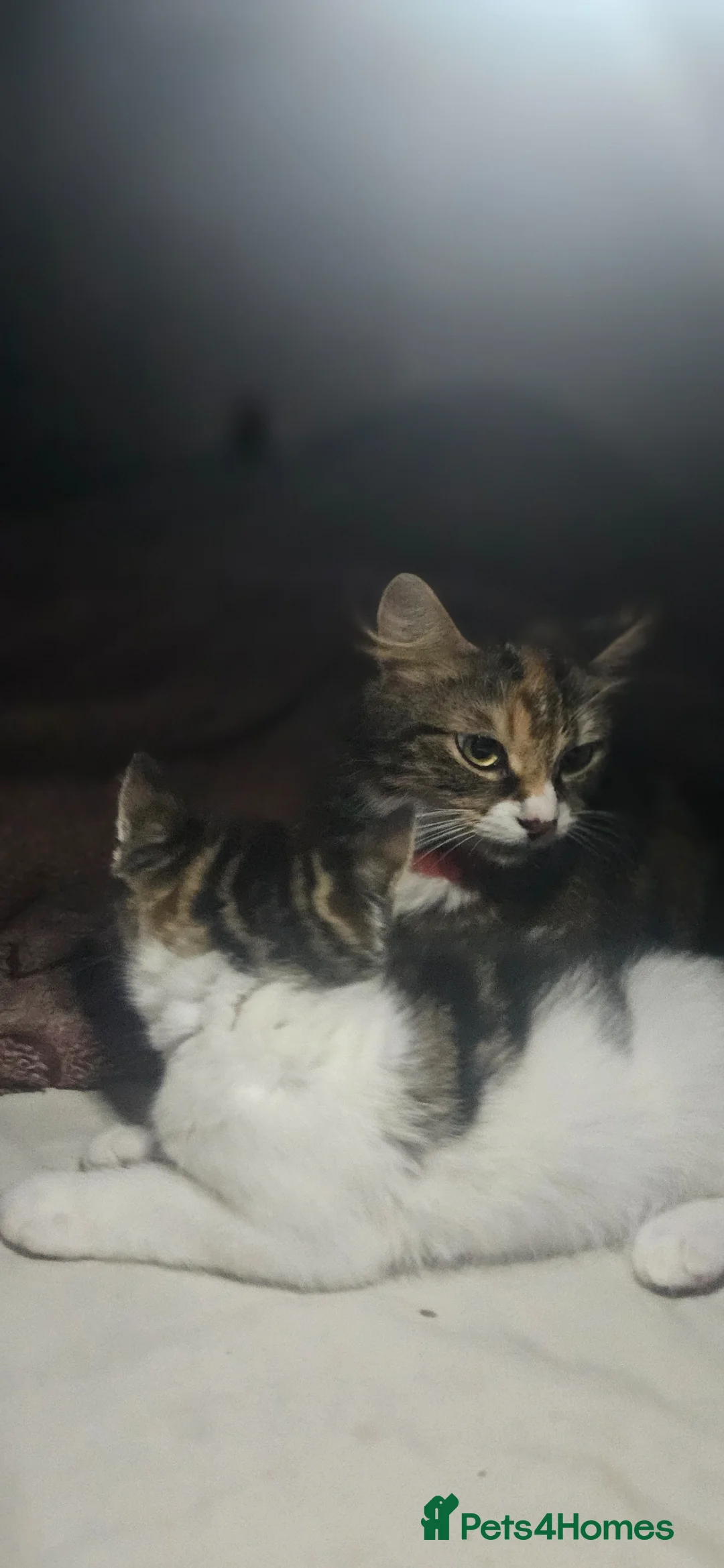 Mixed Breed cats for sale: 2 adorable female kittens in Bilston - Advert 1