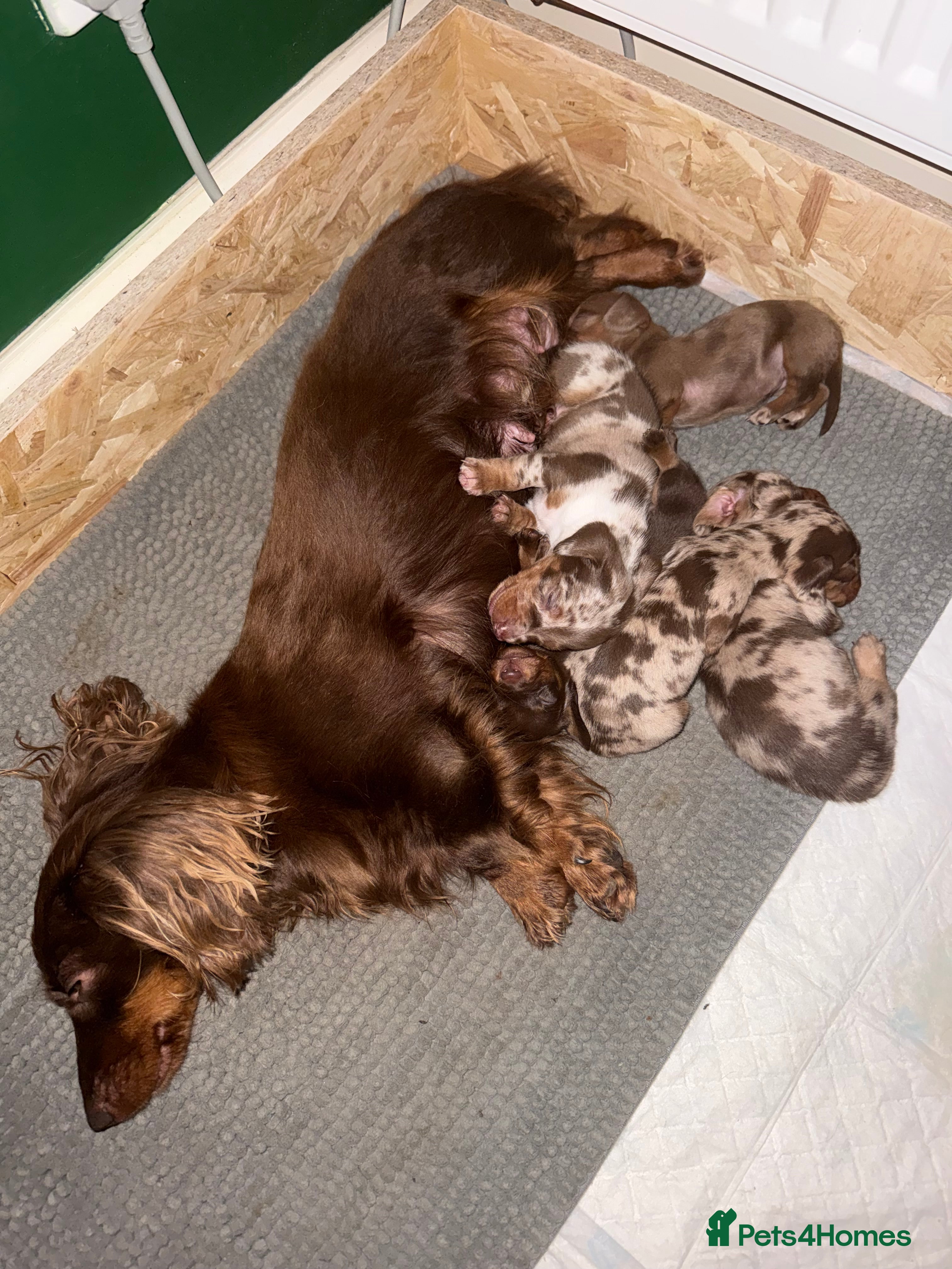 Miniature Dachshund dogs Miniature Dapple & Merle long haired Daschunds in Romsey - Advert 2