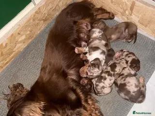 Miniature Dachshund dogs Miniature Dapple & Merle long haired Daschunds in Romsey - Advert 2