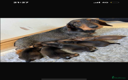 Dachshund dogs for sale: Wired haired Dachshund for rehoming  - Image 4