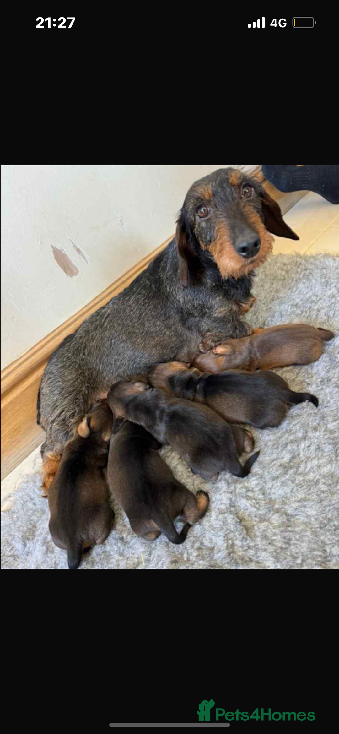 Dachshund dogs for sale: Wired haired Dachshund for rehoming  - Image 4