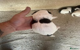 Cocker Spaniel dogs for sale: Cocker Spaniel Pups - Image 9