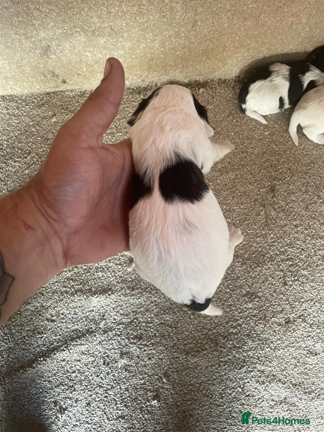 Cocker Spaniel dogs for sale: Cocker Spaniel Pups - Image 9