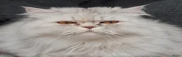 Persian cats for sale: Persian Cat - Advert 1