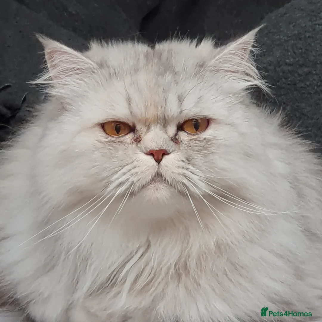 Persian cats for sale: Persian Cat - Advert 1