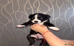 Mixed Breed dogs for sale: Husky Mix Puppies  - Image 4