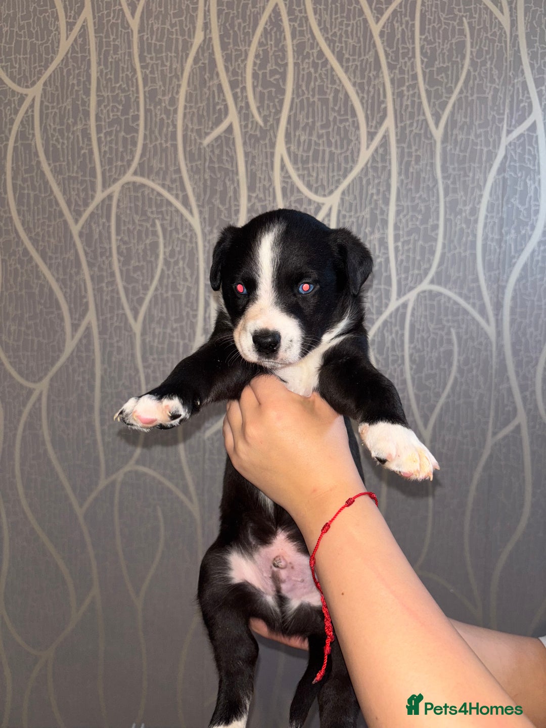 Mixed Breed dogs for sale: Husky Mix Puppies  - Image 4
