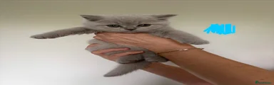 British Shorthair 6