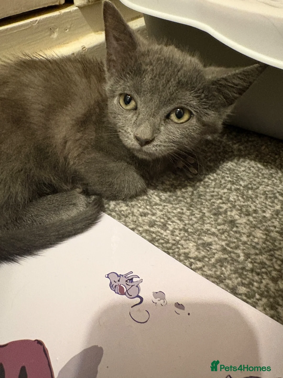 Mixed Breed cats for sale: British shorthair mix grey kitten - Advert 2