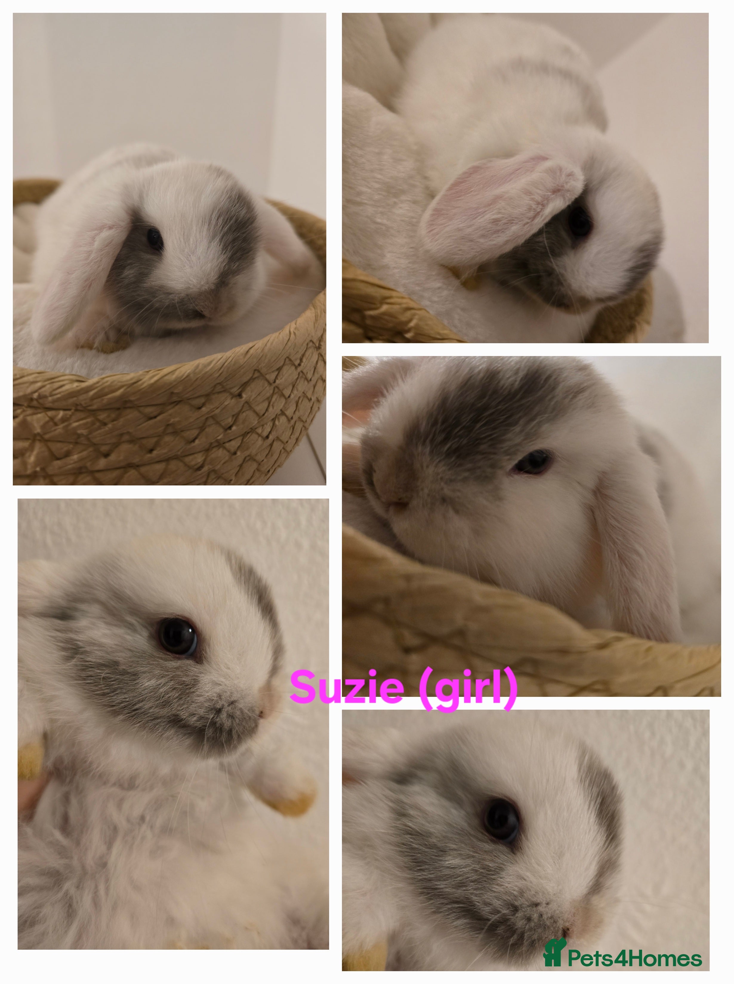 Mini Lop rabbits Beautiful mini lops x9 - Advert 7