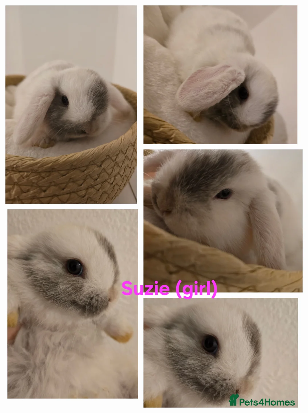 Mini Lop rabbits for sale: Beautiful mini lops x9 - Advert 2