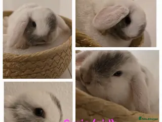 Mini Lop rabbits Beautiful mini lops x9 - Advert 7