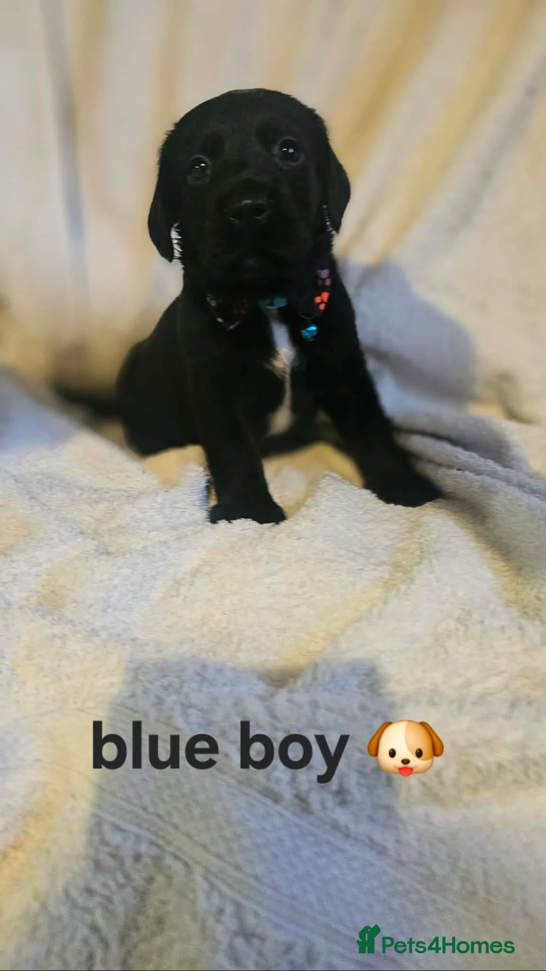 Springador dogs for sale: 🌟 8 Stunning Springador Puppies 🌟 in Stranraer - Advert 1