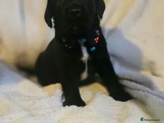 Springador dogs 🌟 8 Stunning Springador Puppies 🌟 - Advert 1