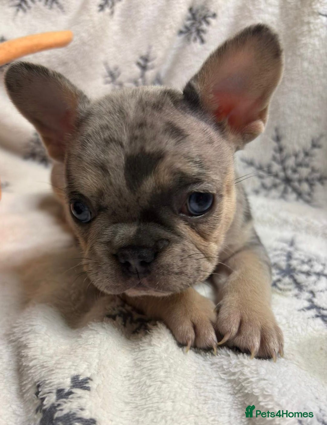 French Bulldog dogs for sale: Gorgeous French Bulldog Puppies - Advert 11