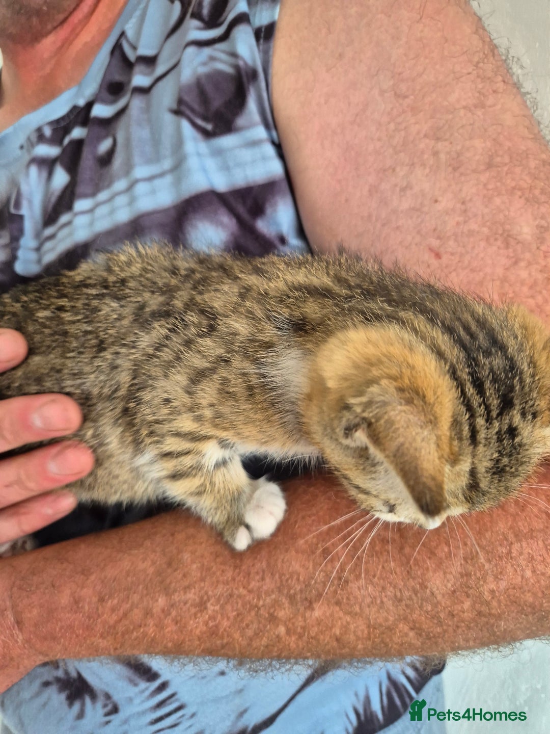 Selkirk Rex cats for sale: Pedigree Selkirk rex  kittens ready now  in Burnham-on-Sea - Image 27