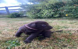 Labrador Retriever dogs for sale: 6 Adorable Chocolate Labs for Sale - Image 11
