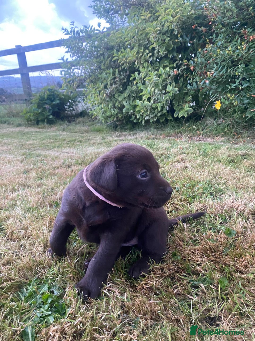 Labrador Retriever dogs for sale: 6 Adorable Chocolate Labs for Sale - Image 11