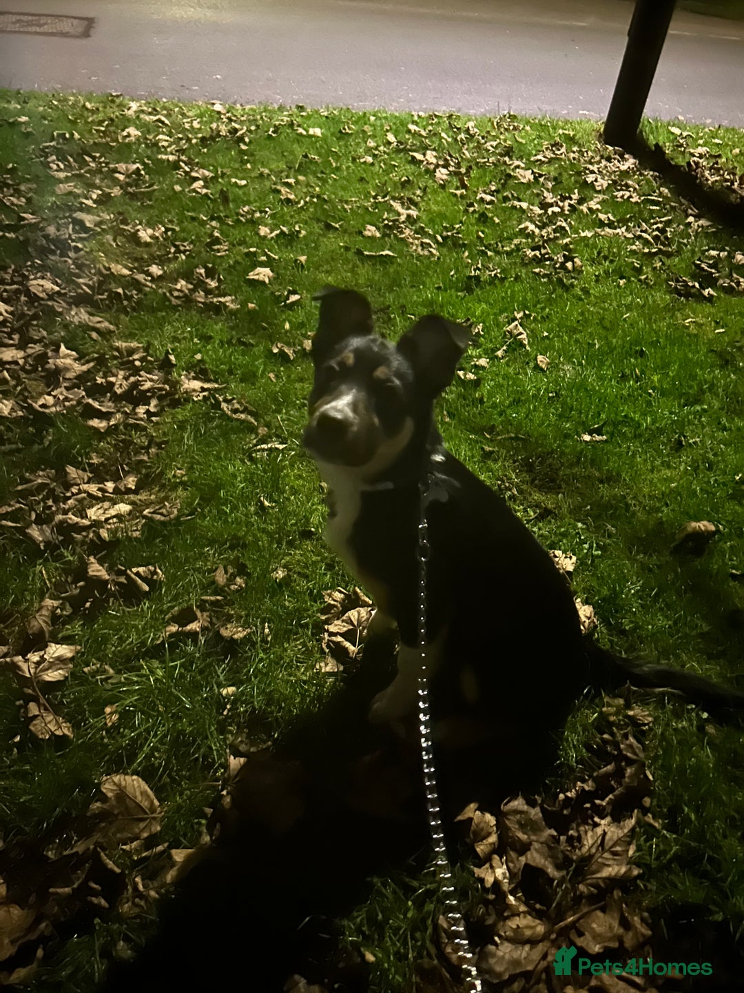 Mixed Breed dogs for sale: Angus - Advert 6